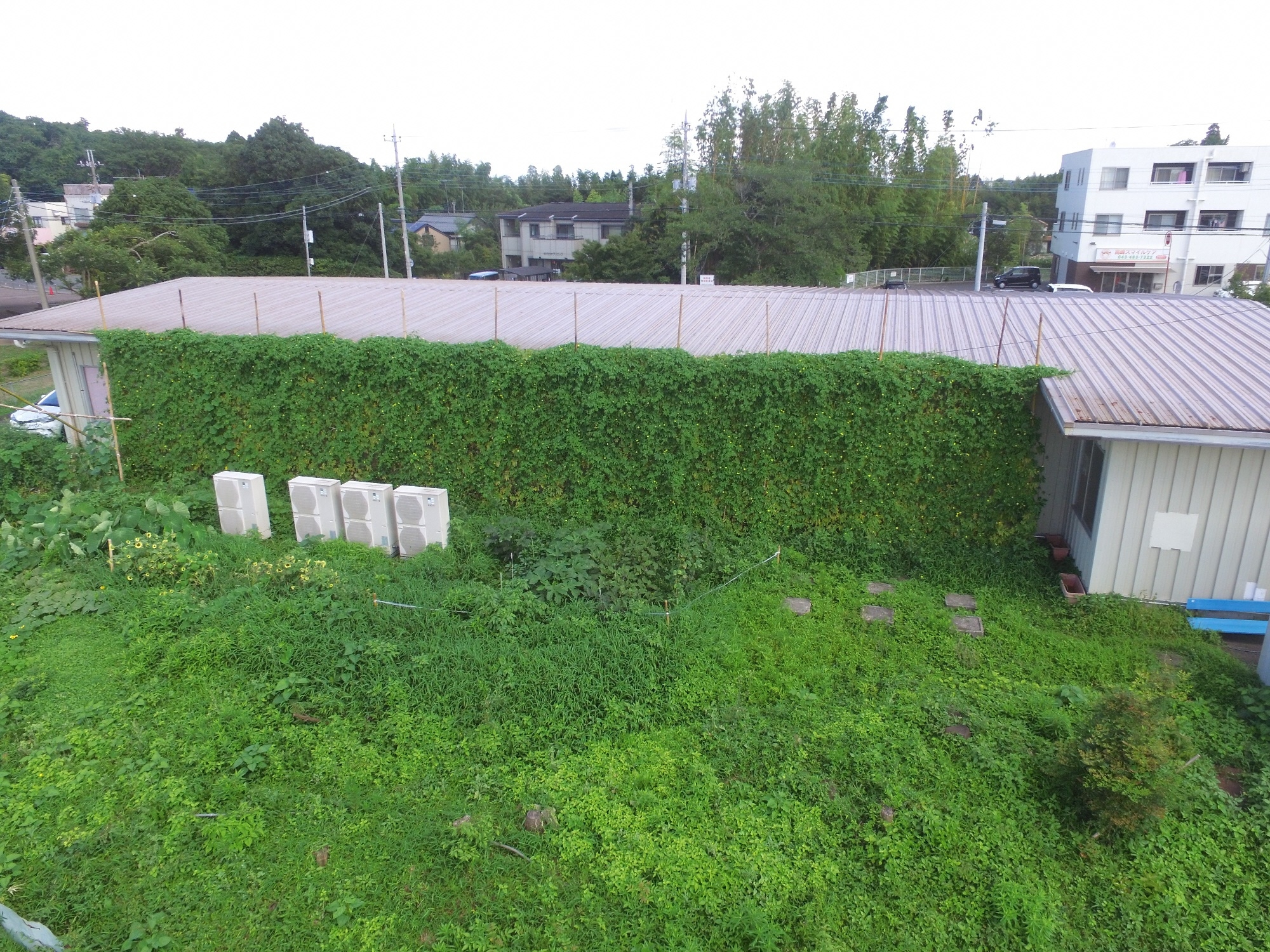 建物の側面が屋根まで伸びた緑のカーテンで覆われている写真
