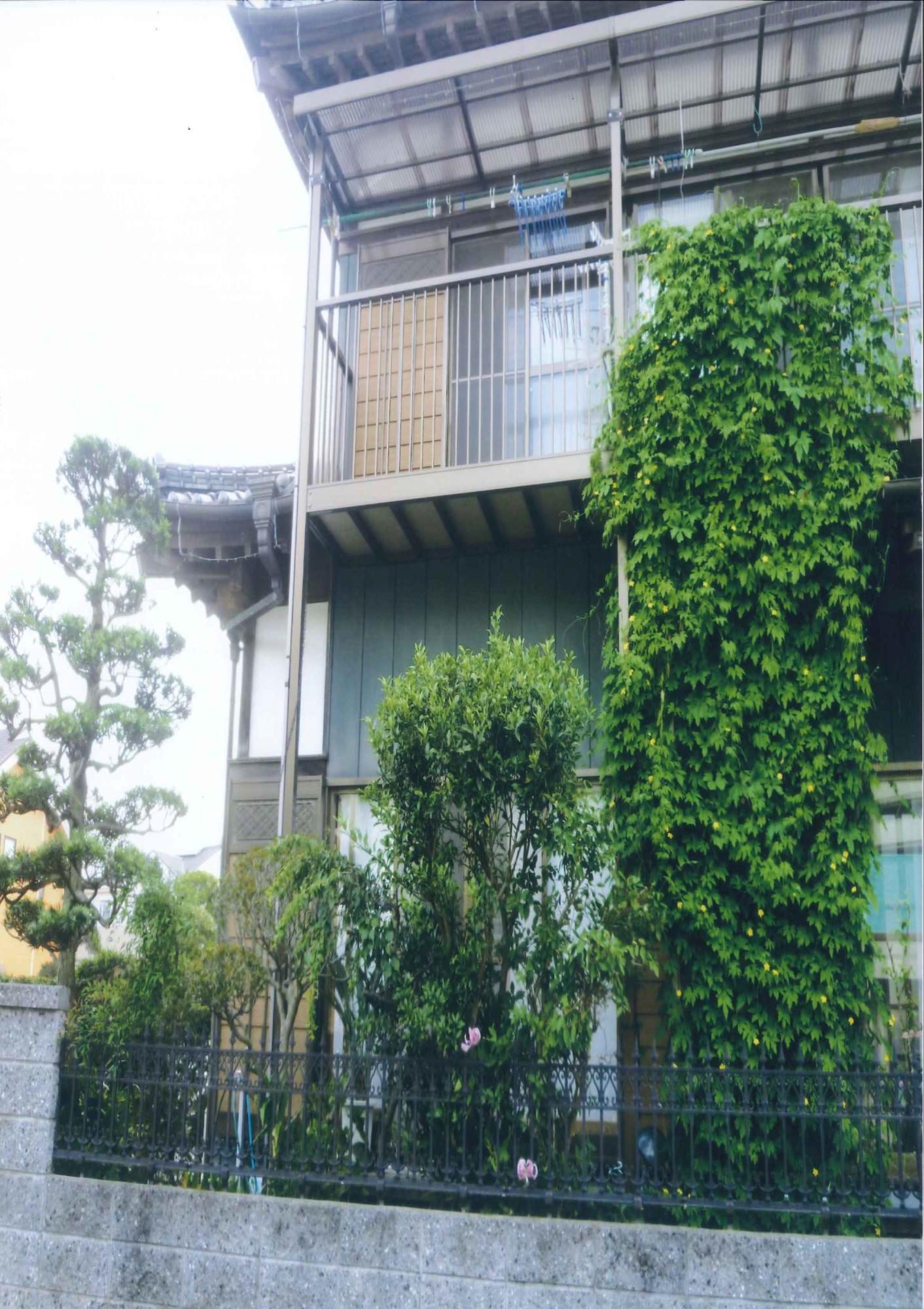 1階から2階のベランダまで高く伸びている窓用緑のカーテンの写真