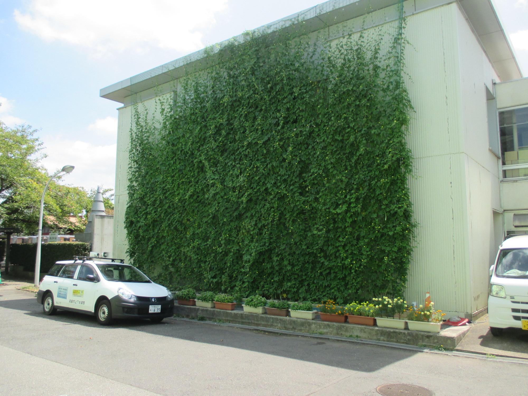2階建ての市役所3号館の壁一面を覆いつくしている緑のカーテンの写真