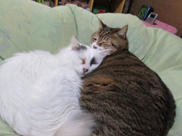 白猫とキジ猫が寄り添ってクッションの上で寝ている写真