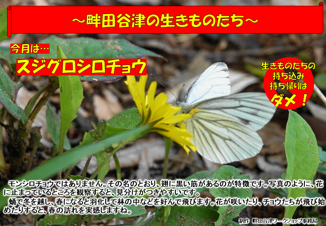 スジグロシロチョウ