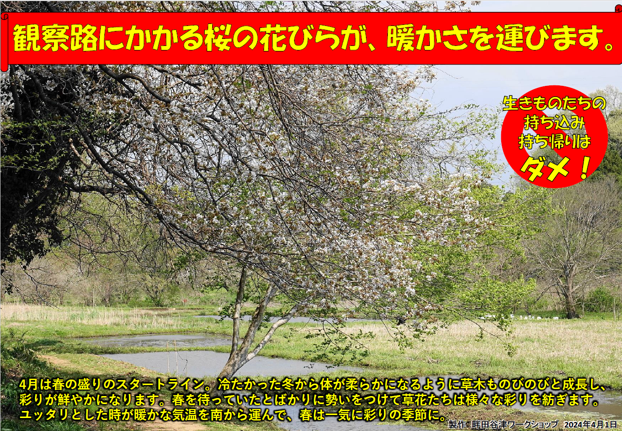 観察路の桜の花の写真