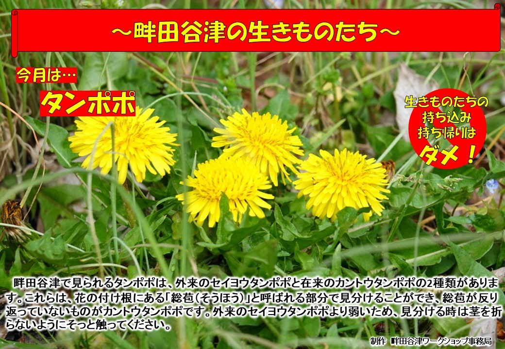 タンポポの写真