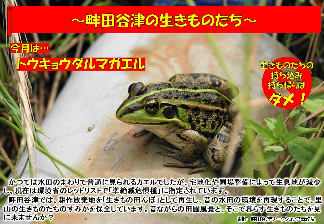 トウキョウダルマガエルの写真
