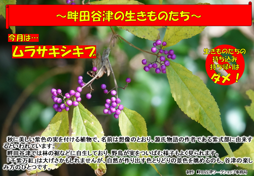 ムラサキシキブ(植物)