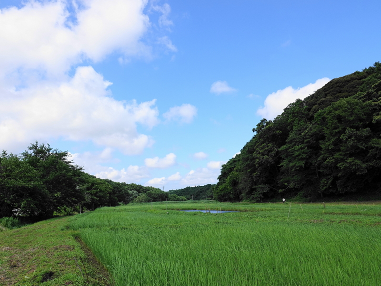 畔田谷津の里山景観の写真