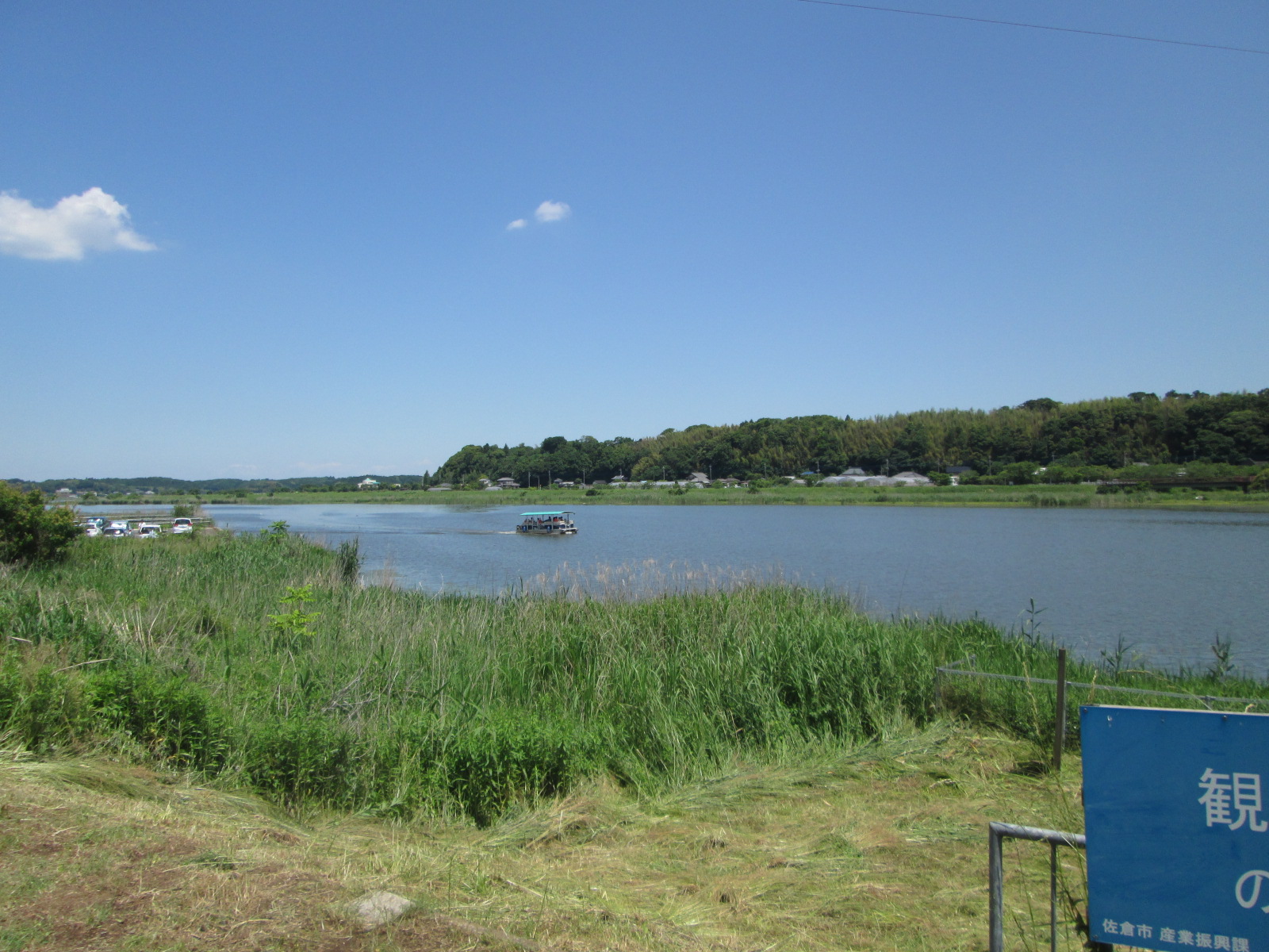 沼の水面や岸辺の茂みが見える印旛沼の写真