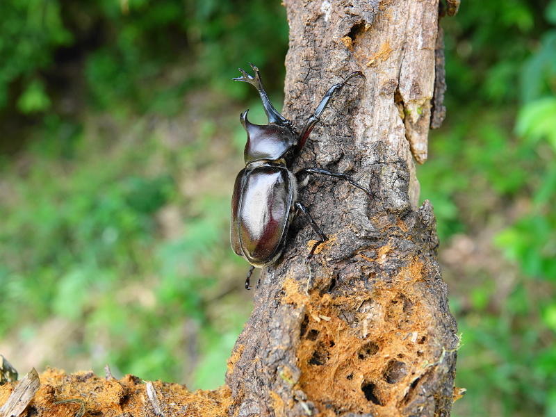 カブトムシの雄