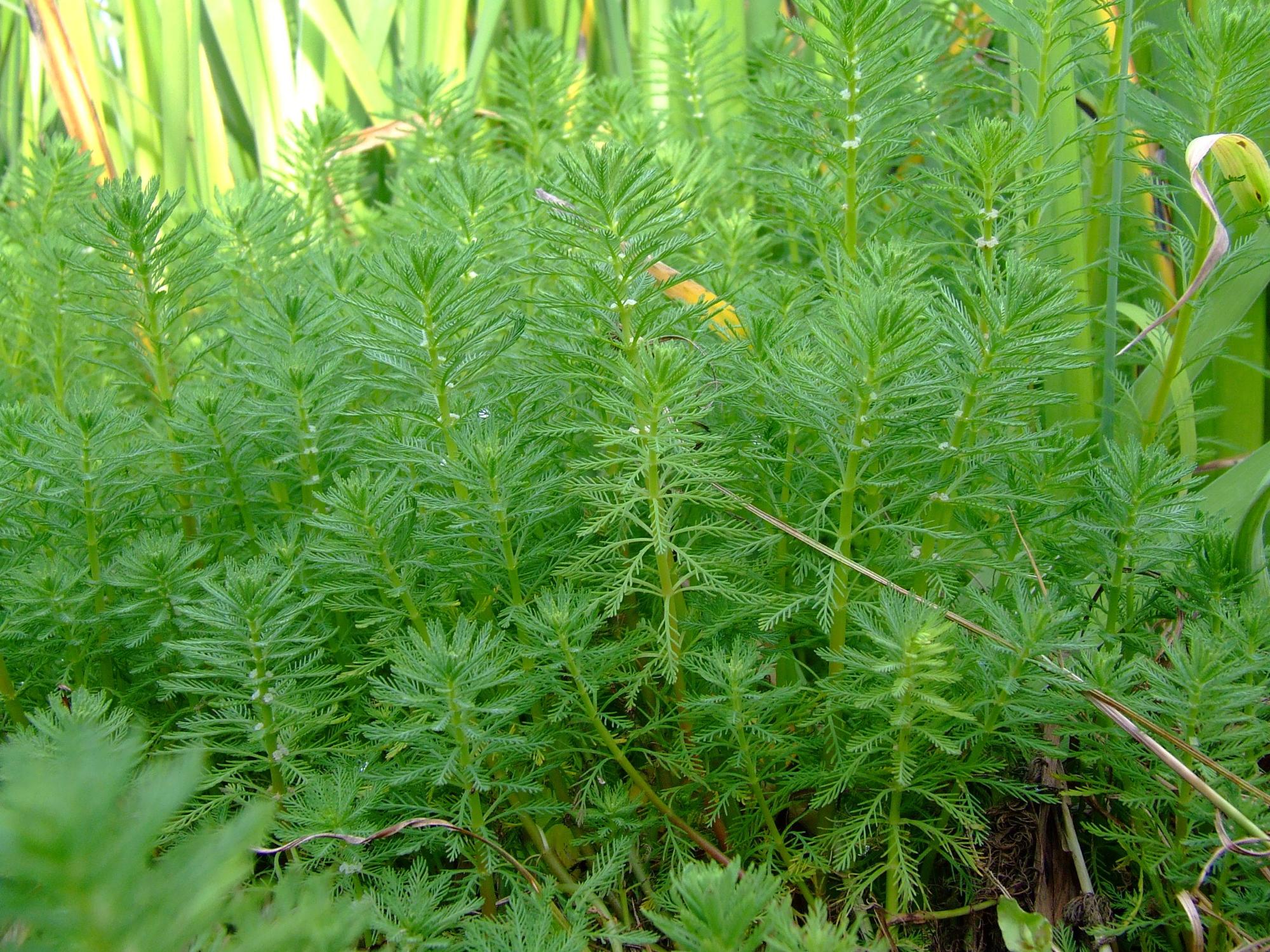 茎から緑色の葉が輪生状に生え一面がオオフサモの水草で覆われている写真