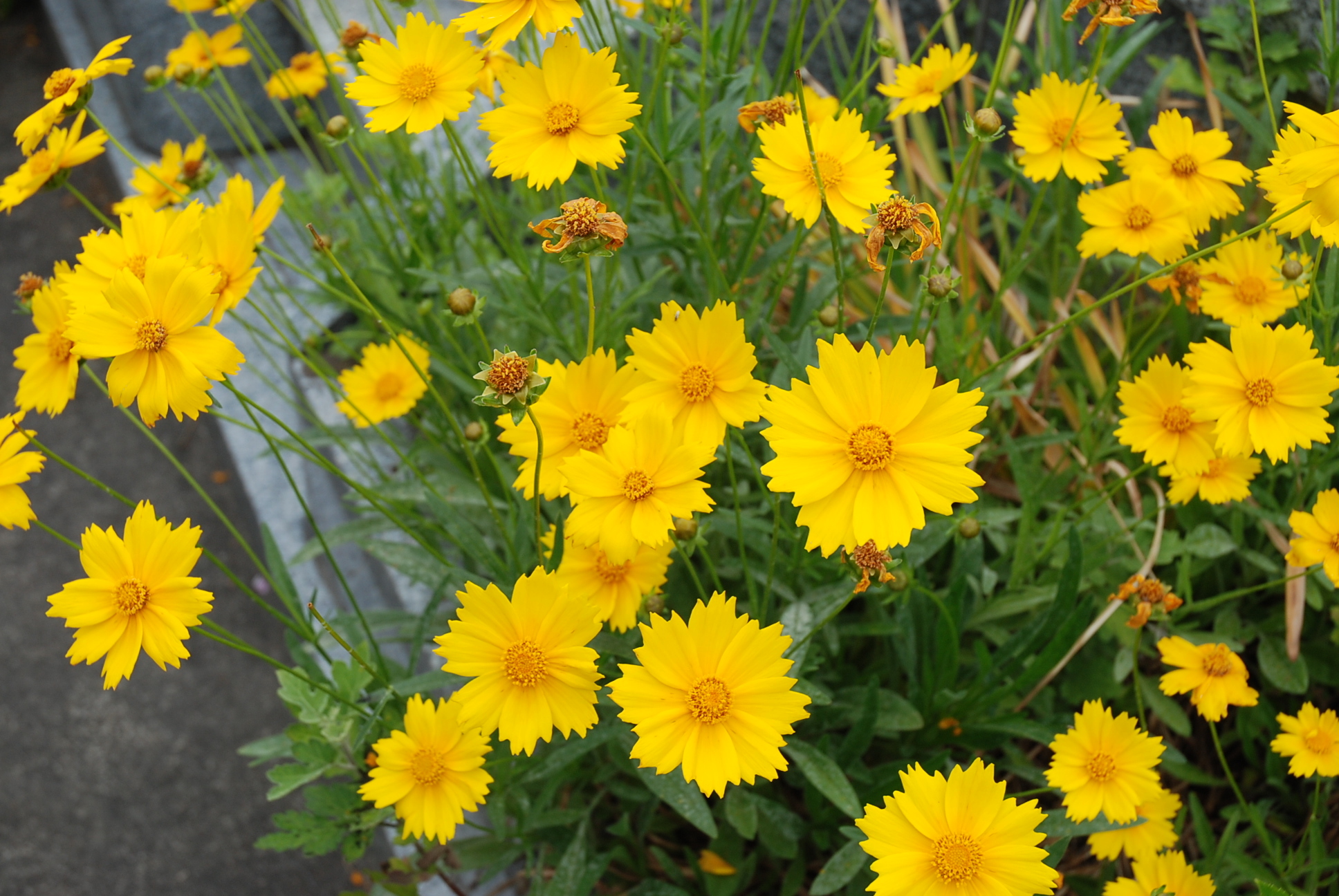 花びらの先がギザギザ状になっている黄色い花のオオキンケイギクの写真
