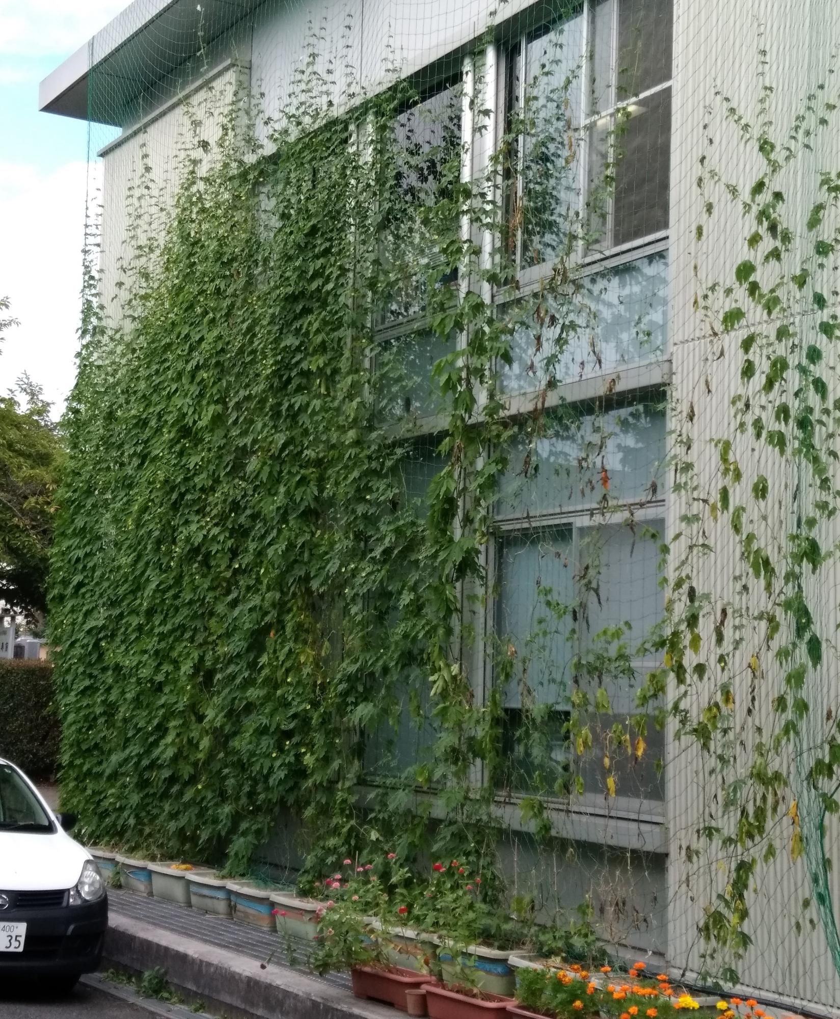 プランターに植えられたゴーヤが屋根から設置されたネットに沿って伸びている市役所3号館の緑のカーテンの写真