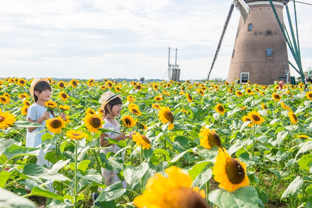 オランダ風車の前に広がるひまわりガーデンに2人の女の子がいる写真