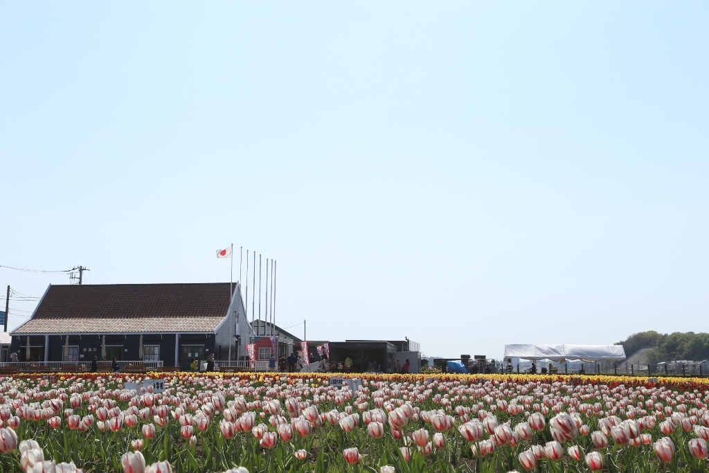 手前にチューリップが写り、左奥には建物、建物の横で日本の国旗が風になびいている写真