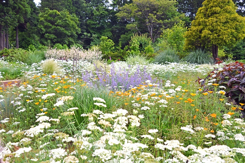 白や黄色、藤色などたくさんの花が咲いている佐倉ハーブ園の写真