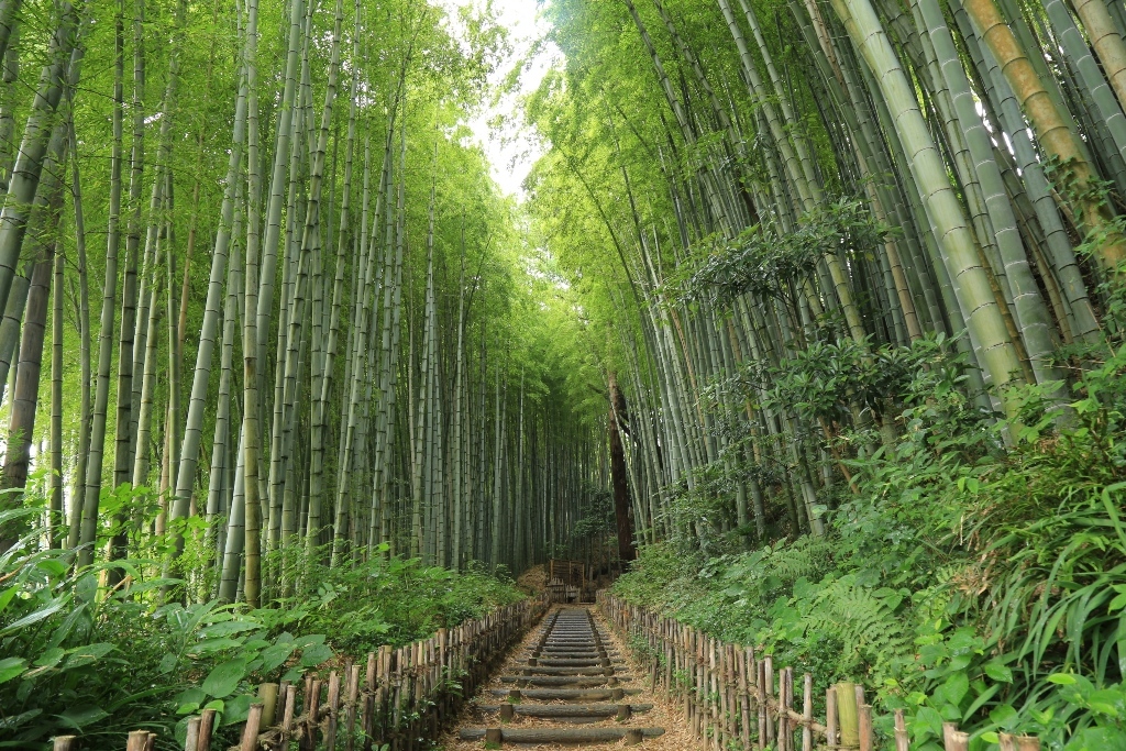 青々とした葉が茂る竹林の間に、階段状になっている一本道が通っているひよどり坂の写真