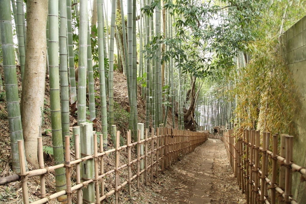 柵で仕切られた竹林の間に一本道が通っているひよどり坂の写真
