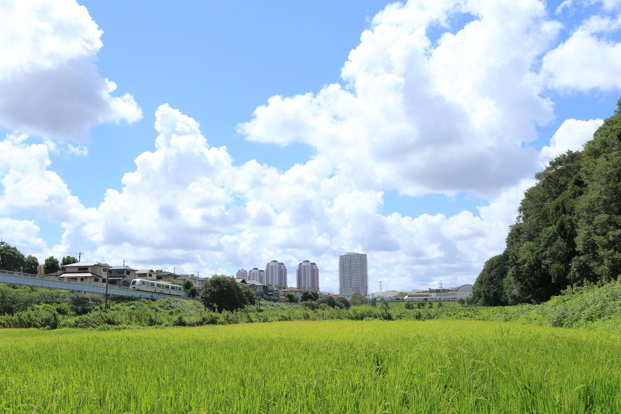 青雲の下、緑豊かな木々や稲の苗が青々と茂り、遠くには住宅やビルが立ち並び、電車が通っている写真