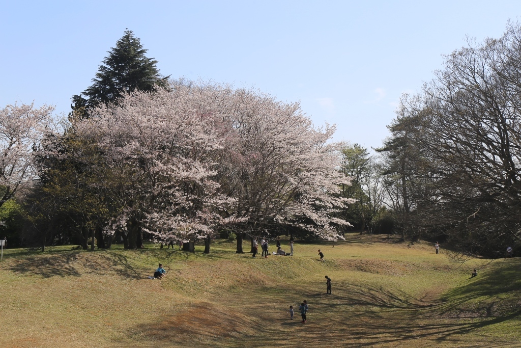 満開の桜の木の下に座ったり、辺りを見ている人々の写真