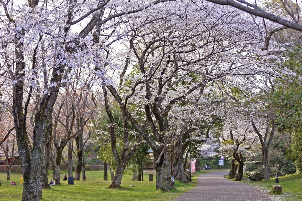 通路の左右にある満開の桜の木の写真