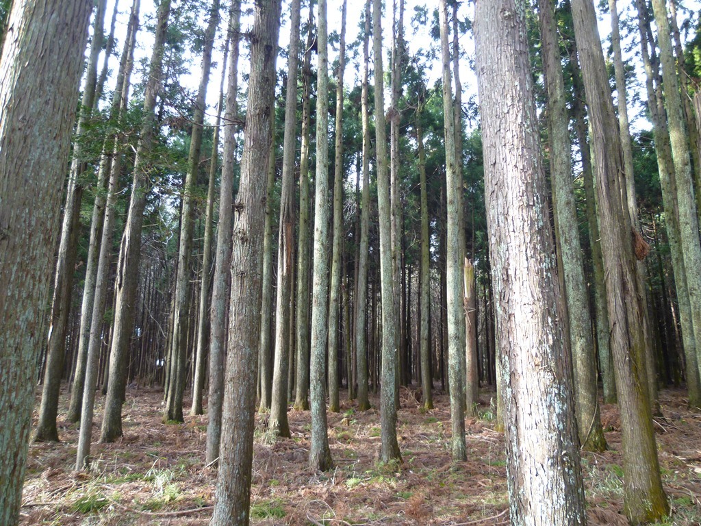 沢山の木々が生え、同じぐらいの太さの木々の幹が一面に並んでいる森の中の写真