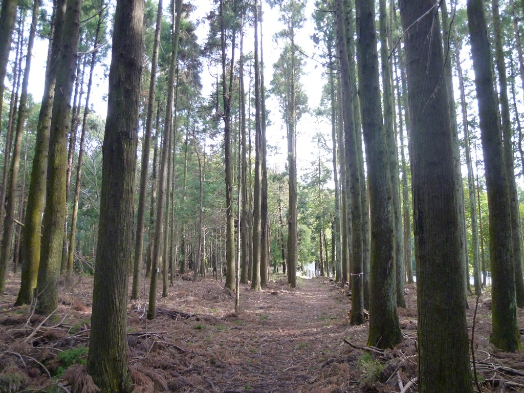 杉の木が一帯に生えており、森の奥まで続く細道のような道が木々の間を通っている森の中の写真