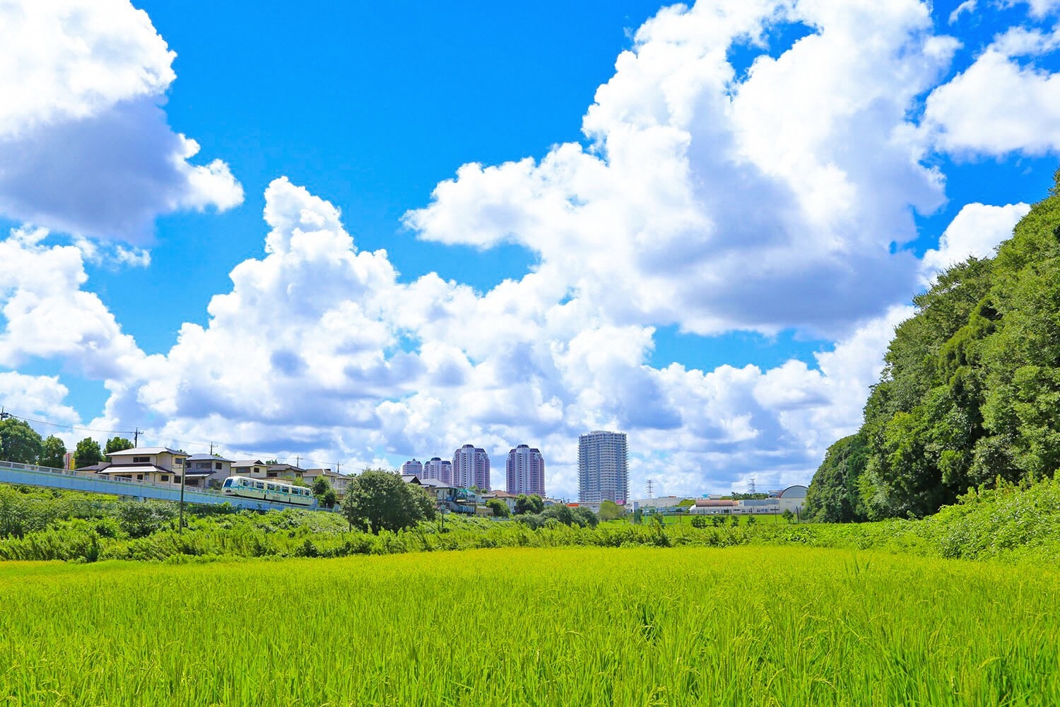 大きな雲がかかった青空と、緑、建物が写る写真