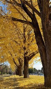 イチョウ散歩道