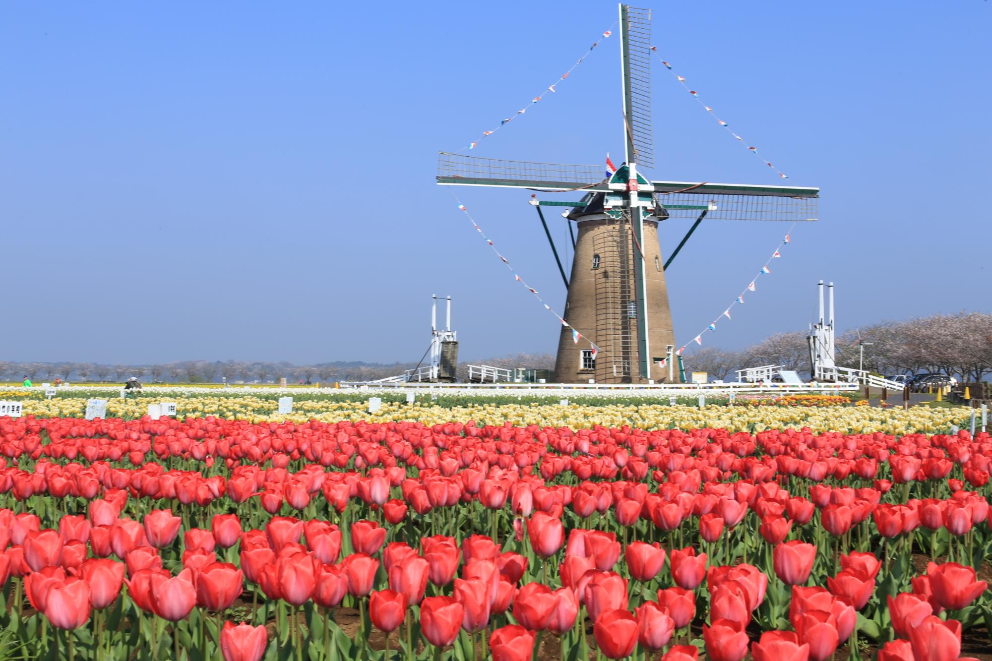 佐倉ふるさと広場の赤いチューリップが咲き誇るオランダ風庭園と風車の写真
