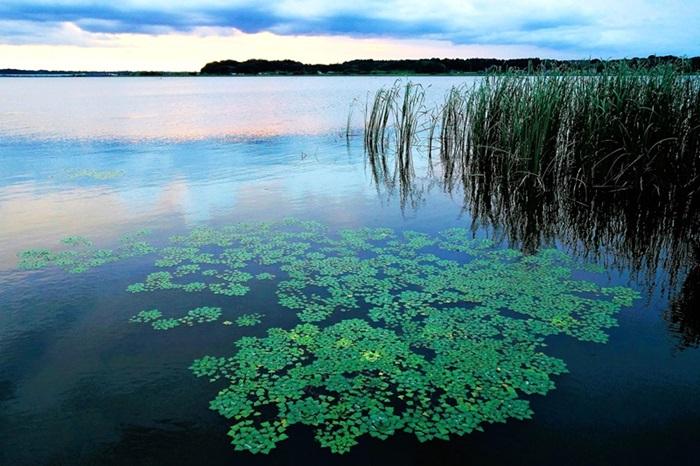 菱の舞・印旛沼遠謀