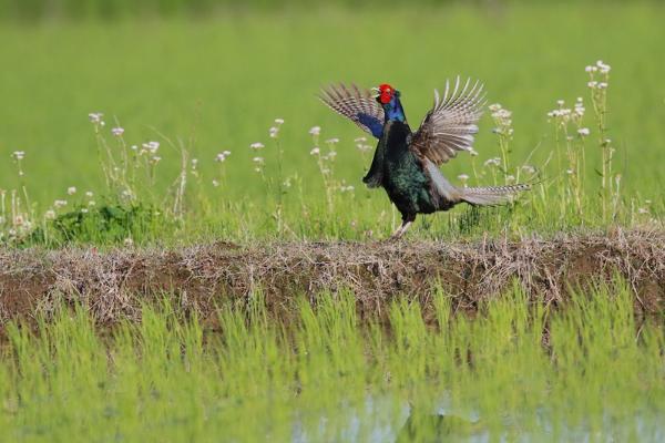 縄張り主張の雄叫び