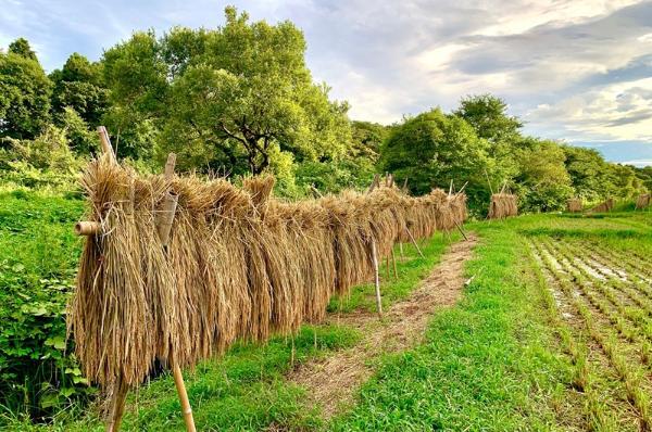 懐かしいはさ掛け