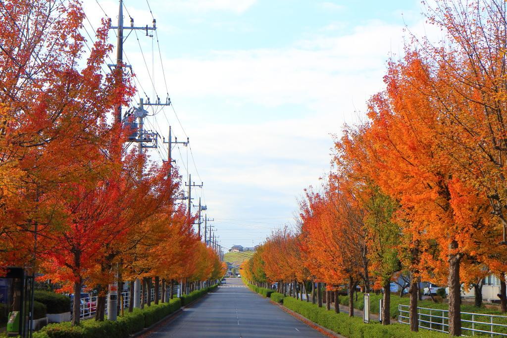 トウカエデ並木の紅葉