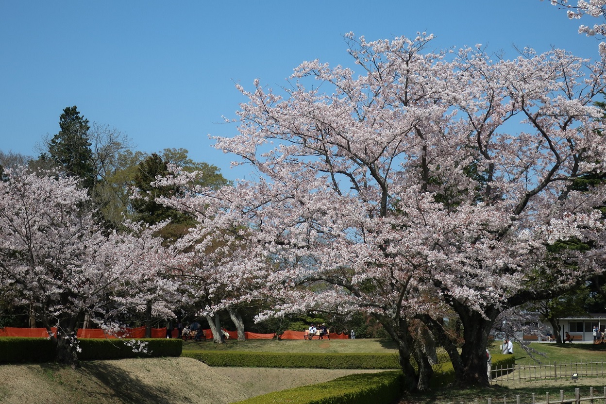 城址公園のお堀に桜が咲いている写真
