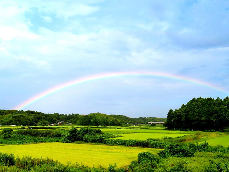 稲田にシャワーの後 あざやかな虹のアーチ