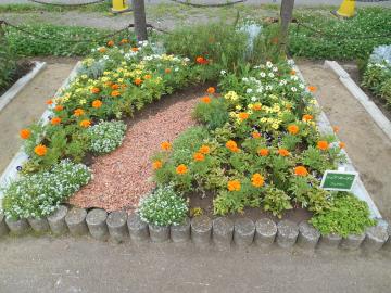 黄色やオレンジ色のマリーゴールドの花が咲いている西志津中学校の花壇の写真