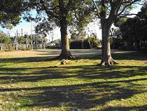 周囲を樹木が立ち並び、広場の中央にも2本の木が立っている萱橋公園の写真