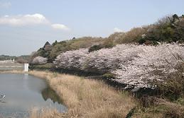 池の通りに沿って、満開の花が咲いている桜の木が一列に並んで立っている宮の杜公園の写真