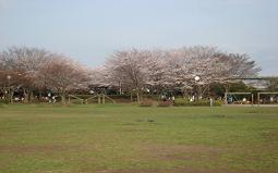 芝生広場の奥に、薄ピンク色の花が咲いている桜の木が並んで立っているユーカリが丘南公園の写真
