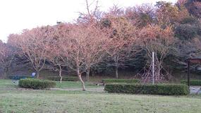園内の木々が紅く色づいてきている白銀公園の写真