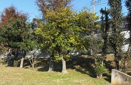 住宅街に隣接している園内の周囲に樹木が立ちならんでいる干場公園の写真