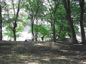 樹木が生えている園内の地面がところどころ日陰になっている志津自然園の森林景観の写真