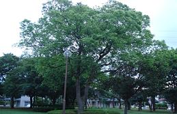 大きな樹木が立ち並んでいる西ヶ作公園の写真