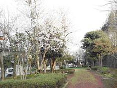 両側を樹木で挟まれた園内の遊歩道の写真