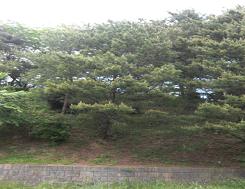 石塀の上に沢山の木々が生えている松ヶ丘一号公園の写真