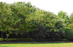 大きな木々に囲まれた南志津公園の写真