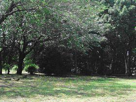 奥に樹木に覆われている林、手前に芝生広場のある志津自然園の写真