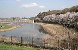 満開の花が咲いている桜の木と貯水池のある宮の杜公園の写真