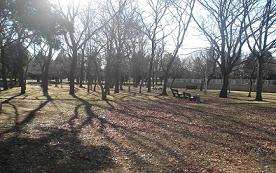 葉っぱのない樹木が点在して生えている青菅大塚公園の写真