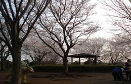 園内に立っている桜の木や東屋が設置されているユーカリが丘南公園の写真