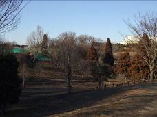 傾斜のある園内に沢山の大きな木々が生えている直弥公園の写真